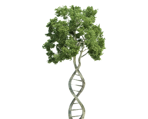 Un arbre dont le tronc est en forme d'ADN suggère l'importance de la culture et de l'identité de l'entreprise, particulièrement dans un contexte de transition écologique et sociale.